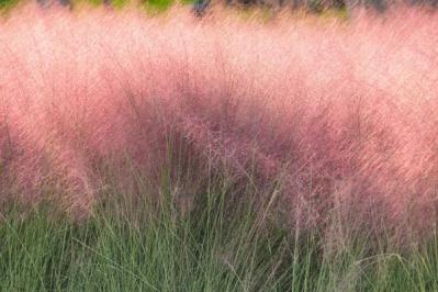 【ガーデニング】小さな庭とベランダに似合う10のおすすめグラス類。ナチュラルな多年草の風情を楽しむ（サムネイル画像15）