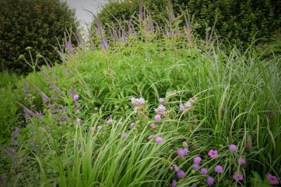 【ガーデニング】小さな庭とベランダに似合う10のおすすめグラス類。ナチュラルな多年草の風情を楽しむ（サムネイル画像16）