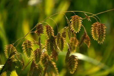 【ガーデニング】小さな庭とベランダに似合う10のおすすめグラス類。ナチュラルな多年草の風情を楽しむ（サムネイル画像9）