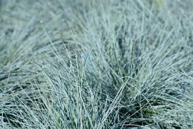 【ガーデニング】小さな庭とベランダに似合う10のおすすめグラス類。ナチュラルな多年草の風情を楽しむ（サムネイル画像2）