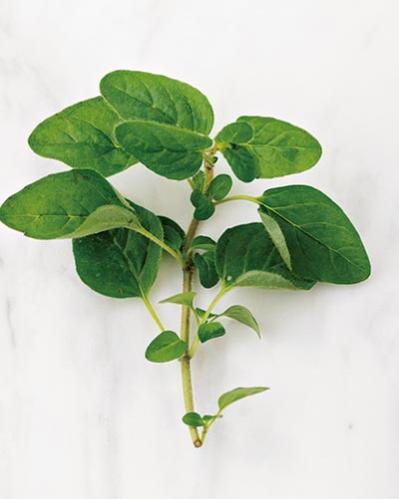 体と心に効く「ローズマリー白湯」の作り方。朝のルーテインに！（サムネイル画像9）