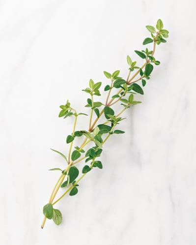 体と心に効く「ローズマリー白湯」の作り方。朝のルーテインに！（サムネイル画像7）