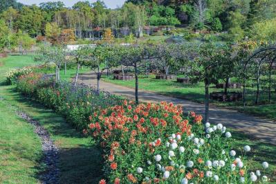カラフルな秋の花の女王【ダリア】の名所2選｜園芸研究家・桐原春子さんおすすめ（サムネイル画像2）