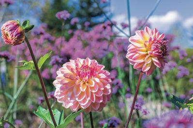 カラフルな秋の花の女王【ダリア】の名所2選｜園芸研究家・桐原春子さんおすすめ（サムネイル画像4）
