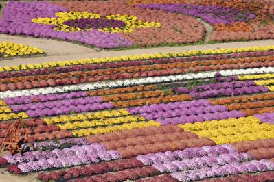 カラフルな秋の花の女王【ダリア】の名所2選｜園芸研究家・桐原春子さんおすすめ（サムネイル画像9）