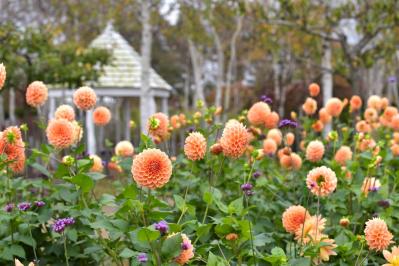 カラフルな秋の花の女王【ダリア】の名所2選｜園芸研究家・桐原春子さんおすすめ（サムネイル画像3）