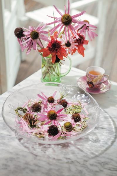 【ガーデニング】花の美しさに魅了される多年草ハーブ【エキナセア】の栽培方法と活用アイデア2選（サムネイル画像6）