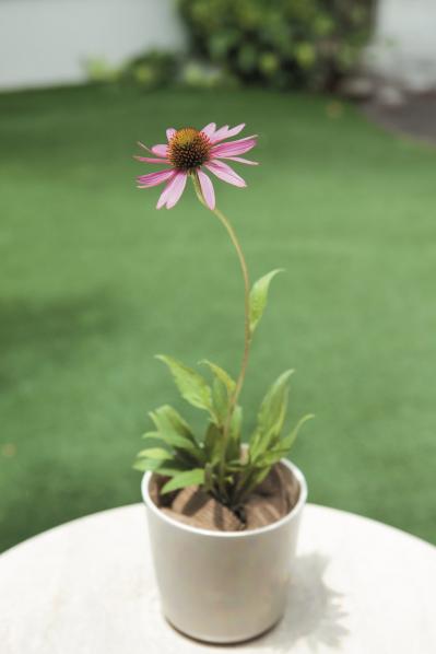 【ガーデニング】花の美しさに魅了される多年草ハーブ【エキナセア】の栽培方法と活用アイデア2選（サムネイル画像4）