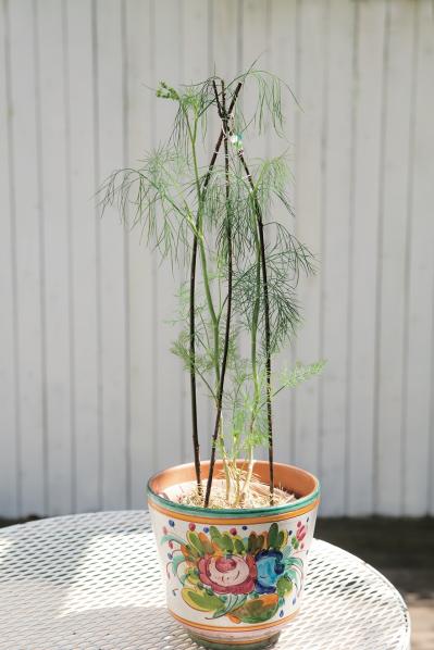 【ガーデニング】料理にも庭の彩りにも重宝するハーブ【ディル】の栽培方法と活用アイデア2選（サムネイル画像4）