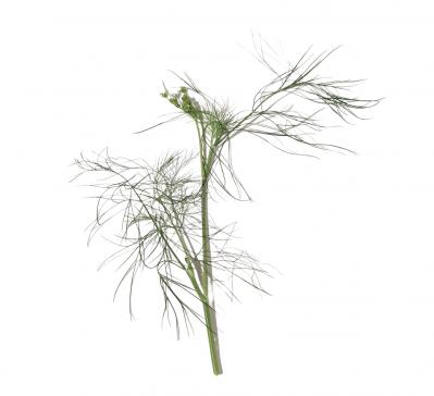 【ガーデニング】料理にも庭の彩りにも重宝するハーブ【ディル】の栽培方法と活用アイデア2選（サムネイル画像3）