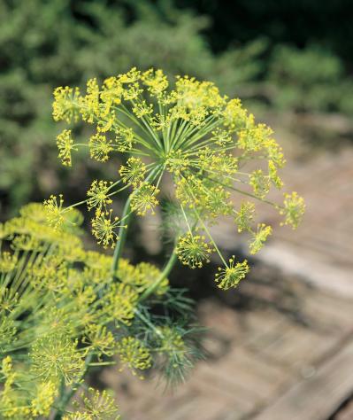 【ガーデニング】料理にも庭の彩りにも重宝するハーブ【ディル】の栽培方法と活用アイデア2選（サムネイル画像5）