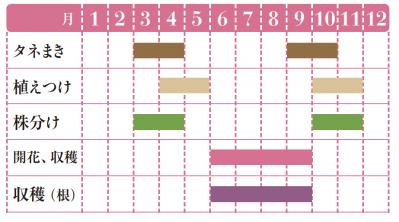 【ガーデニング】花の美しさに魅了される多年草ハーブ【エキナセア】の栽培方法と活用アイデア2選（サムネイル画像2）