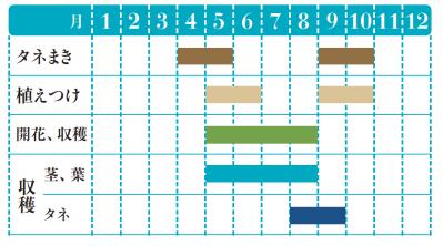 【ガーデニング】料理にも庭の彩りにも重宝するハーブ【ディル】の栽培方法と活用アイデア2選（サムネイル画像2）