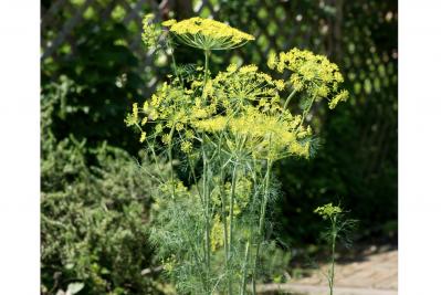 【ガーデニング】育てて楽しいハーブ【ディル】の栽培方法と活用アイデア2選