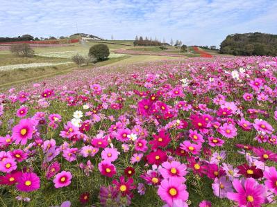 あざやかな赤、紫に一面が染まる【サルビア】の名所3選｜園芸研究家・桐原春子さんおすすめ（サムネイル画像11）