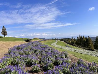 あざやかな赤、紫に一面が染まる【サルビア】の名所3選｜園芸研究家・桐原春子さんおすすめ（サムネイル画像9）