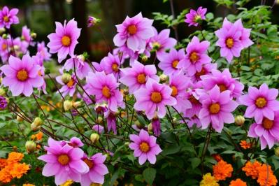 【ガーデニング】大きな花を華やかに咲かせる多年草［皇帝ダリア］の育て方（サムネイル画像5）