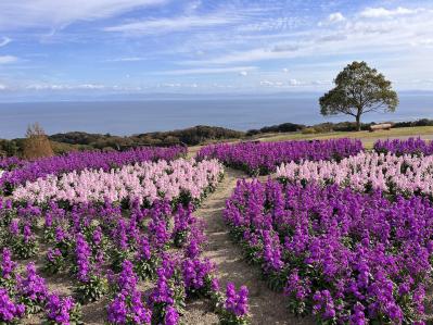 あざやかな赤、紫に一面が染まる【サルビア】の名所3選｜園芸研究家・桐原春子さんおすすめ（サムネイル画像12）