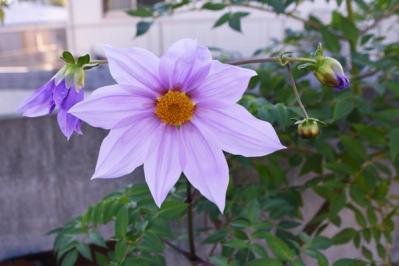 【ガーデニング】大きな花を華やかに咲かせる多年草［皇帝ダリア］の育て方（サムネイル画像3）