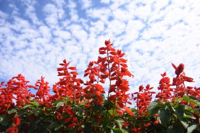 あざやかな赤、紫に一面が染まる【サルビア】の名所3選｜園芸研究家・桐原春子さんおすすめ（サムネイル画像8）