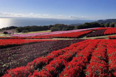 あざやかな赤、紫に一面が染まる【サルビア】の名所3選｜園芸研究家・桐原春子さんおすすめ（サムネイル画像）