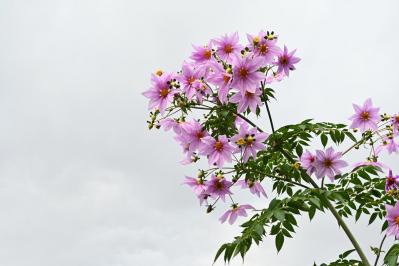 【ガーデニング】大きな花を華やかに咲かせる多年草［皇帝ダリア］の育て方（サムネイル画像6）