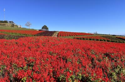 あざやかな赤、紫に一面が染まる【サルビア】の名所3選｜園芸研究家・桐原春子さんおすすめ（サムネイル画像7）