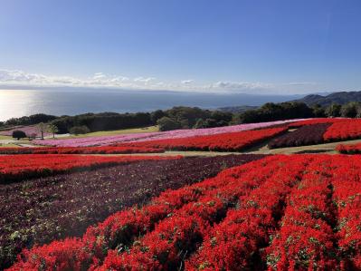 あざやかな赤、紫に一面が染まる【サルビア】の名所3選｜園芸研究家・桐原春子さんおすすめ（サムネイル画像6）