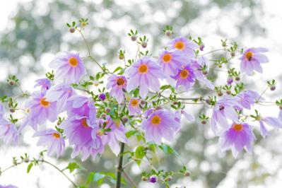 【ガーデニング】大きな花を華やかに咲かせる多年草［皇帝ダリア］の育て方（サムネイル画像2）