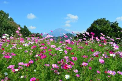あざやかな赤、紫に一面が染まる【サルビア】の名所3選｜園芸研究家・桐原春子さんおすすめ（サムネイル画像3）
