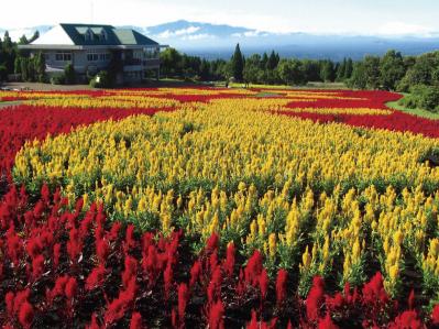 あざやかな赤、紫に一面が染まる【サルビア】の名所3選｜園芸研究家・桐原春子さんおすすめ（サムネイル画像15）