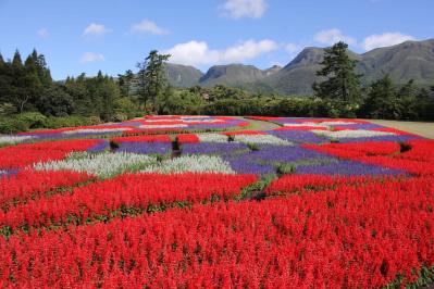 あざやかな赤、紫に一面が染まる【サルビア】の名所3選｜園芸研究家・桐原春子さんおすすめ（サムネイル画像13）