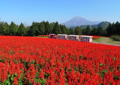 あざやかな赤、紫に一面が染まる【サルビア】の名所3選｜園芸研究家・桐原春子さんおすすめ（サムネイル画像2）