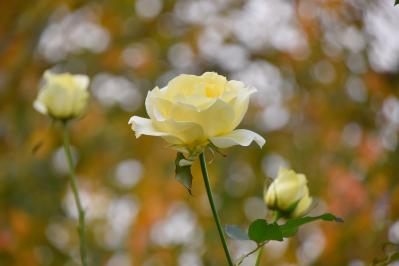 あざやかな赤、紫に一面が染まる【サルビア】の名所3選｜園芸研究家・桐原春子さんおすすめ（サムネイル画像5）
