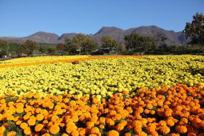 あざやかな赤、紫に一面が染まる【サルビア】の名所3選｜園芸研究家・桐原春子さんおすすめ（サムネイル画像14）