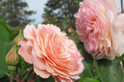 【ガーデニング】バラの夏剪定後に！秋の開花を成功させる肥料の与え方と切り花アレンジ術（サムネイル画像3）