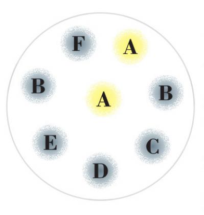 【ガーデニング】9〜10月に出回る苗で作る【白いマムの寄せ植え】植えつけプロセスも公開！（サムネイル画像9）