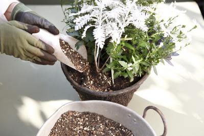 【ガーデニング】9〜10月に出回る苗で作る【白いマムの寄せ植え】植えつけプロセスも公開！（サムネイル画像14）