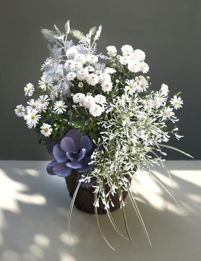 【ガーデニング】9〜10月に出回る苗で作る【白いマムの寄せ植え】植えつけプロセスも公開！（サムネイル画像8）