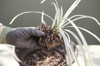 【ガーデニング】9〜10月に出回る苗で作る【白いマムの寄せ植え】植えつけプロセスも公開！（サムネイル画像11）