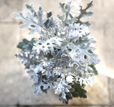 【ガーデニング】9〜10月に出回る苗で作る【白いマムの寄せ植え】植えつけプロセスも公開！（サムネイル画像5）