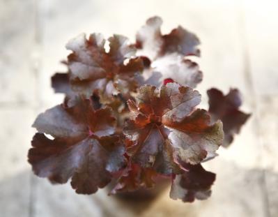 【ガーデニング】9〜10月に出回る苗で作る【白いマムの寄せ植え】植えつけプロセスも公開！（サムネイル画像2）