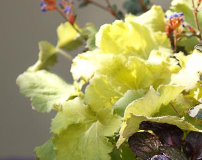 【ガーデニング】9〜10月に出回る苗で作る【白いマムの寄せ植え】植えつけプロセスも公開！（サムネイル画像6）