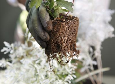 【ガーデニング】9〜10月に出回る苗で作る【白いマムの寄せ植え】植えつけプロセスも公開！（サムネイル画像13）