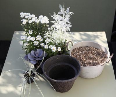 【ガーデニング】9〜10月に出回る苗で作る【白いマムの寄せ植え】植えつけプロセスも公開！（サムネイル画像10）