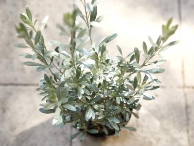 【ガーデニング】9〜10月に出回る苗で作る【白いマムの寄せ植え】植えつけプロセスも公開！（サムネイル画像4）