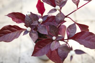 【ガーデニング】9〜10月に出回る苗で作る【白いマムの寄せ植え】植えつけプロセスも公開！（サムネイル画像3）