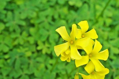 【ガーデニング】秋に咲く多年草。球根植物6選を［芽出しポット苗］でラクラク育てよう！（サムネイル画像10）