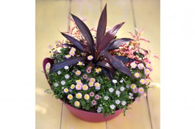 秋に作りたい【ピンクのマムの寄せ植え】愛らしい印象で空間を彩る【ガーデニング】