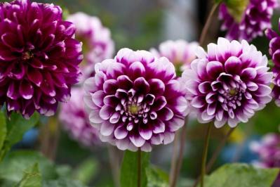 【ガーデニング】秋に咲く多年草。球根植物6選を［芽出しポット苗］でラクラク育てよう！（サムネイル画像6）